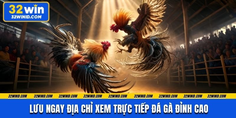 Lưu ngay địa chỉ xem trực tiếp đá gà đỉnh cao