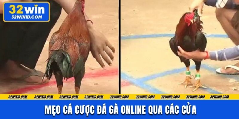 Mẹo cá cược đá gà online qua các cửa