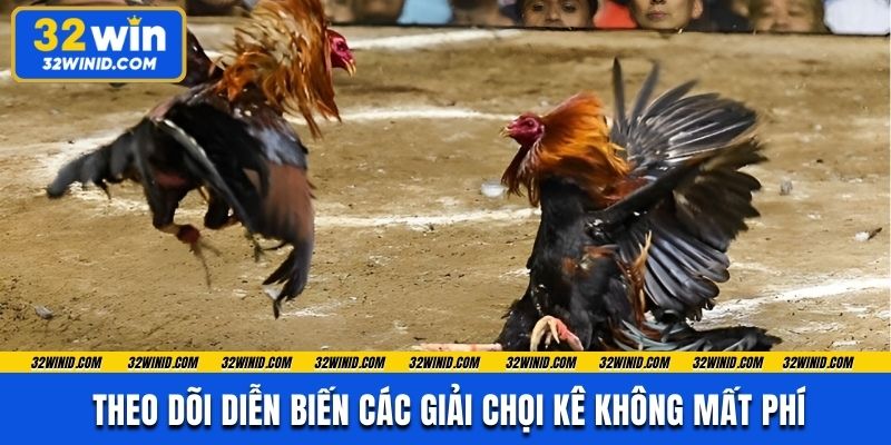 Theo dõi diễn biến các giải chọi kê không mất phí