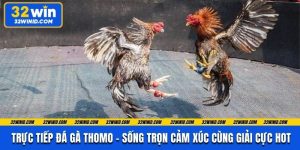 Trực Tiếp Đá Gà Thomo - Sống Trọn Cảm Xúc Cùng Giải Cực Hot
